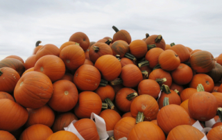 Many people are wondering what to do with their decorative pumpkins and gourds. Are they safe for livestock to eat?