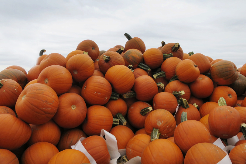 pumpkins