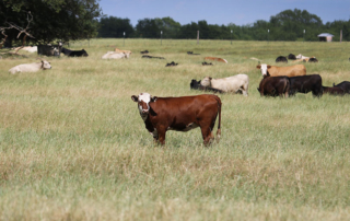 Beef cattle markets have been extremely volatile over the past three years, but one Texas A&M AgriLife Extension economist believes the remainder of 2021 and early 2022 will prove steadier.