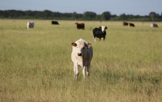 The U.S. House supported an extension of the Livestock Mandatory Price Reporting Act and the creation of a cattle contract library.