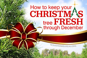Get tips to keep your Christmas tree fresh all through December from a Texas Christmas tree grower on Texas Table Top.
