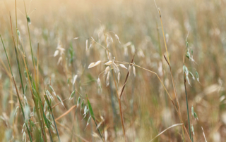 USDA's Risk Management Agency made updates to the haying, grazing, and chopping of cover crops for crop insurance.