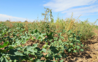 The Environmental Protection Agency is considering further restrictions on dicamba for the next growing season.