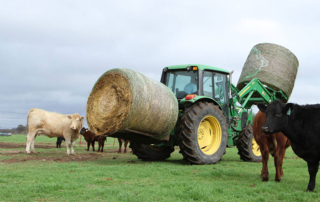 It is important to know your hay quality and how much protein and energy your cows will get when you start feeding.