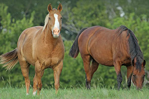 National Horse Day on Dec. 13 offers us a chance to celebrate everything equine.