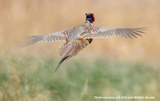 Pheasant hunting season is now open for 27 counties in the Texas Panhandle.