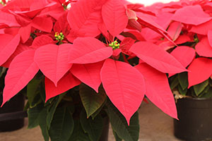A Texas poinsettia grower shares important tips on how to care for your poinsettias.