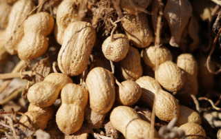 It was a great year for Texas and American peanut farmers both in the field and on grocery store shelves.