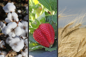 See how many pounds of strawberries, cotton and wheat can grow on one acre of land in our Texas Neighbors publication.