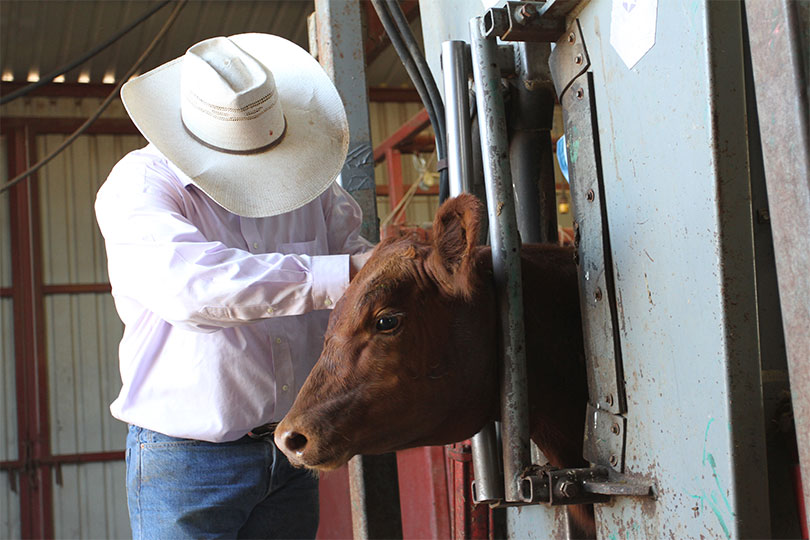 Ranchers should prepare now for 2023 animal antibiotic guidelines - Texas  Farm Bureau