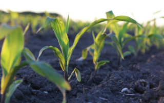 Reports from the Texas A&M University Agricultural and Food Policy Center detail the impacts rising fertilizer costs will have on Texas farmers in the 2022 crop year.