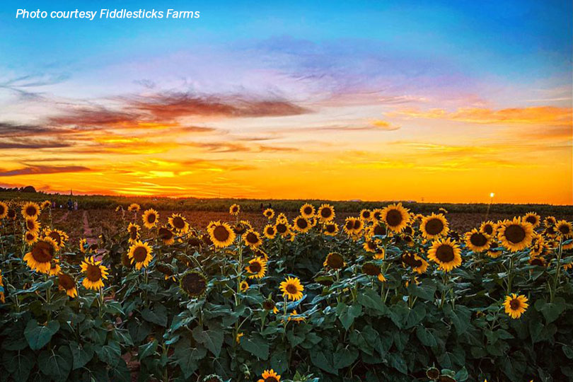 sunflower field at sunset at Fiddlesticks Farms