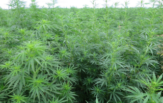 A partnership including Texas A&M AgriLife Research is working to develop a low-THC industrial hemp variety.
