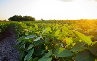 EPA granted new registrations and labels for Corteva Agriscience's Enlist One and Enlist Duo herbicides on Jan. 11.