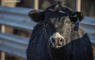 LED ear tags introduced by Merck use biometric and behavioral data to identify potentially sick cattle for treatment.
