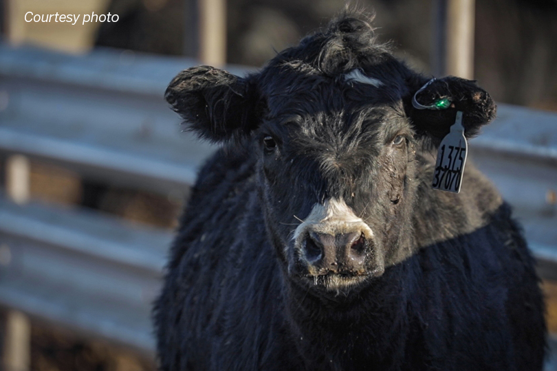 LED ear tags can help detect sick cattle in feedlots - Texas Farm