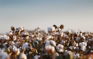 U.S. cotton farmers intend to plant 12 million acres this spring, up 7.3% from 2021, according to the National Cotton Council survey.