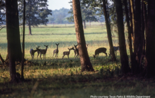 deer grazing in green Texas field
