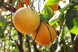Texas Red Grapefruit is the state fruit of Texas. Learn more about the fruit from citrus grove to your kitchen on Texas Table Top.