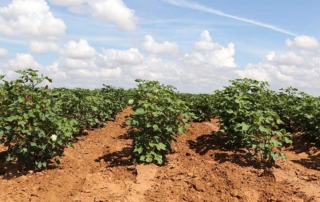 survey - organic cotton growing in West Texas field