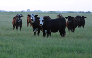 cattle on green pastures for beef council report