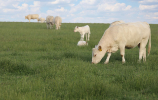 A recent report by the Agricultural and Food Policy Center provides an assessment of the Cattle Price Discovery and Transparency Act of 2021