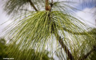 The Texas Natural Resources Conservation Service announced a funding assistance program for Longleaf Pine restoration efforts.