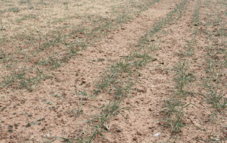 wheat crop suffering in field from drought conditions
