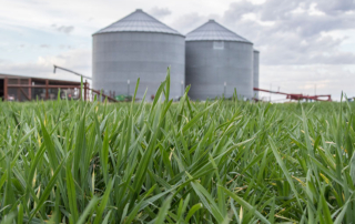wheat-field-growing-input-costs