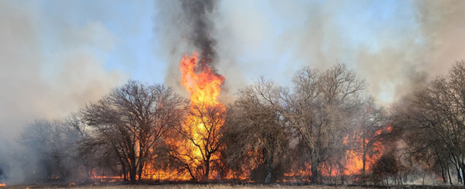 Texas Farm Bureau established the West Texas Wildfire Relief Fund to help farmers and ranchers recover from the devastating fires.