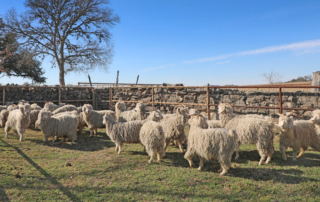 Texas is the top producer of mohair, which comes from Angora goats. Learn more about Angoras and a young family who raises them.