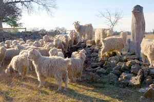 A young couple raises Angora goats in the Edwards Plateau. Angora goats produce mohair, and Texas ranks number one in mohair production.