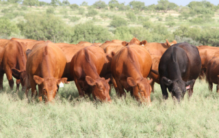 Beef up your knowledge on all things cattle at the TAM Beef Cattle Short Course, and Texas Farm Bureau members SAVE $20 on the registration fee.