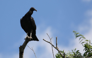 black vulture sitting in a tree under a blue sky