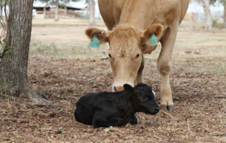 Several research studies show that feeding cows at dusk increases the chances of cows calving during daytime hours.