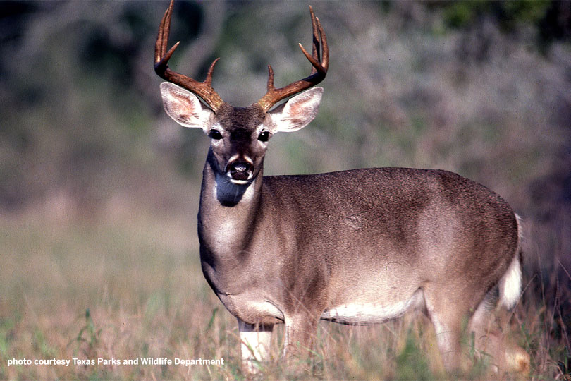 Whitetail Hunting and Antlers: A Game of Inches?