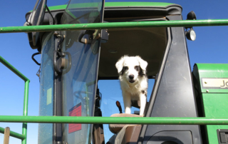 Farmers and ranchers can nominate their farm dog for the 2023 Farm Bureau Farm Dog of the Year Contest. Entries due July 1.