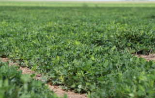 Peanut farmers across the state and nation are using less water than ever before.