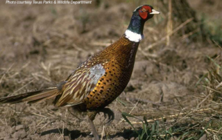 Highly pathogenic avian influenza (HPAI) was detected in a commercial pheasant flock in Erath County. This is the first confirmation of HPAI in Texas.