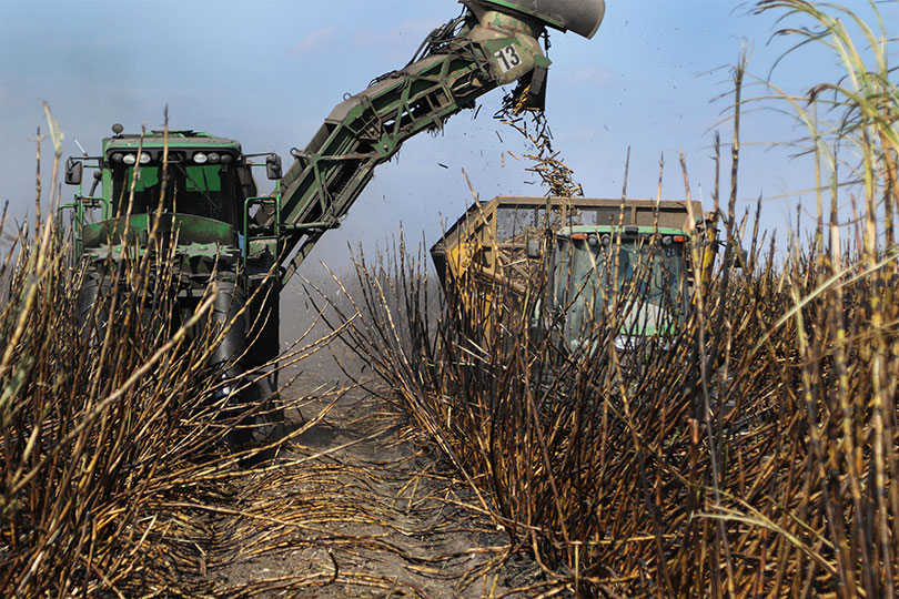 Sugarcane harvest wrapping up in Rio Grande Valley - Texas