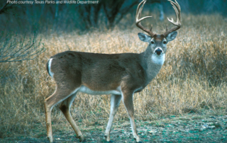 Signup is open for Texas Parks and Wildlife Department's Managed Lands Deer Program.