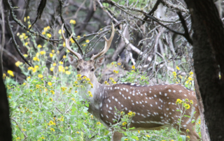 Texas Tech researchers are working with landowners near Junction to get a better idea of how many invasive axis deer are in the area.