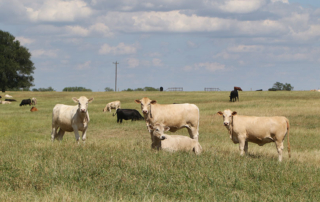 USDA updated three key crop insurance options for livestock producers: Dairy Revenue Protection, Livestock Gross Margin and Livestock Risk Protection.