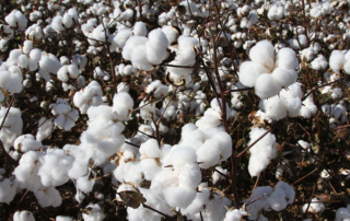 Uncertainty leads to volatility in ag markets, and that has been the case in the cotton market over the past two weeks.