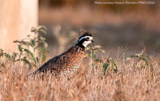 A generous gift will help Texas Tech University’s Quail-Tech program continue with quail research for the state.