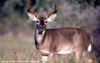TAHC is accepting comments on proposed changes to the voluntary CWD herd certification program through July 17.