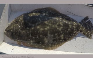Two groups are trying to learn more about the Southern Flounder, how it interacts with its environment and how anglers are catching them.