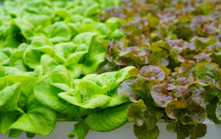 Rows and rows of leafy greens, of all sizes and select varieties, span across the hydroponics farm of TrueHarvest Farms in Belton.
