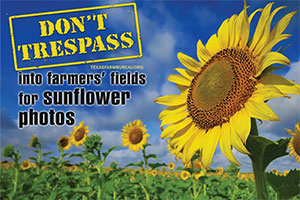 Remember that sunflower fields, no matter how beautiful, are not a free pass to trespass for photos or TikTok videos.