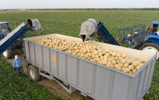 Cantaloupe Harvest